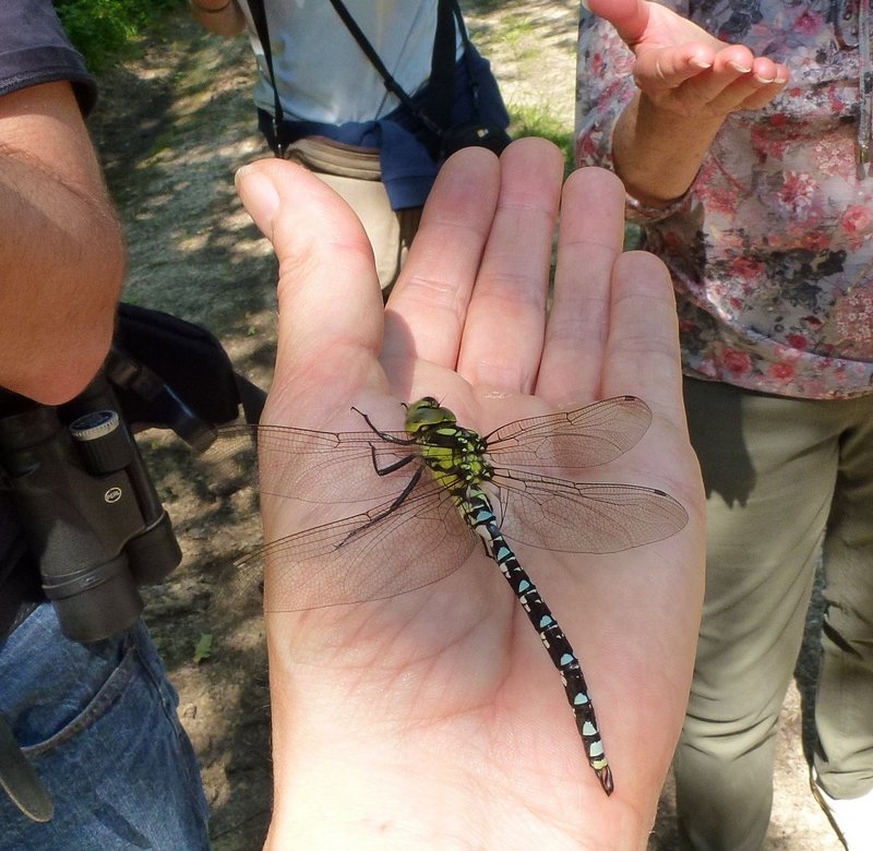 2013-07-Sortie naturaliste